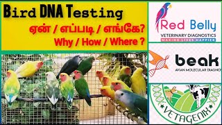 How I DNA my birds | Avian DNA Sexing | How to put DNA for birds