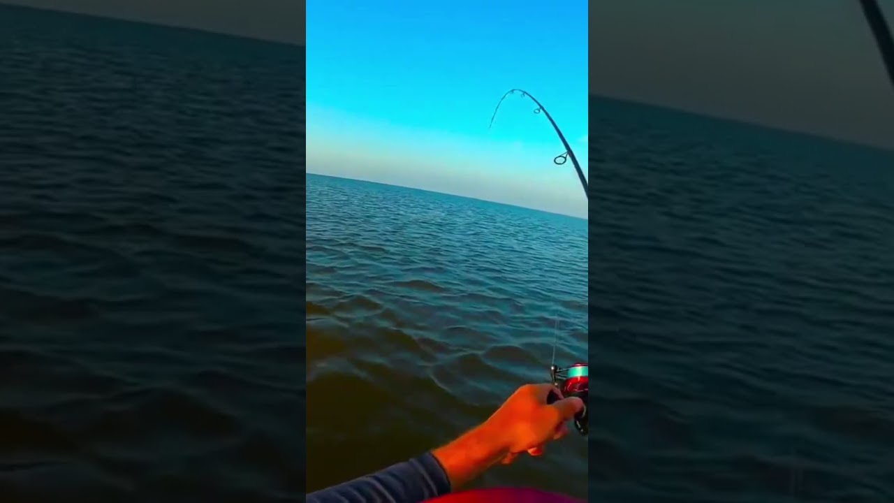 Catching SHARKS while wade fishing!  