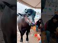 60 MUKADME MASOOM SHARMA Manjeet Mor Shivani Yadav L Shiva Chaudhary New Haryanvi Song 2024 60 MUKADME MASOOM SHARMA Manjeet Mor Shivani Yadav L Shiva Chaudhary New Haryanvi Song 2024