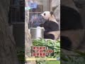大熊貓 之旅 家姐細佬 奶爸 我哋都要買嘢呀 黐住盈媽一齊 在小賣部 Panda 10月21日 Cutepanda Cute Zoo 10月17日 8月5日 大熊貓 之旅 家姐細佬 奶爸 我哋都要買嘢呀 黐住盈媽一齊 在小賣部 Panda 10月21日 Cutepanda Cute Zoo 10月17日 8月5日
