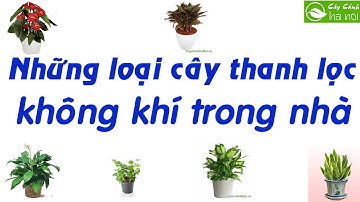 Những loại cây cảnh có tác dụng thanh lọc không khí trong nhà