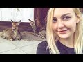 Feeding Deer at the Nara Deer Park | Bowing Deer in Japan