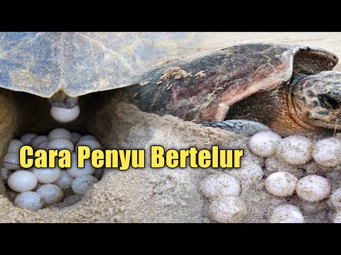 Pencarian Telur Penyu|Cara Penyu Bertelur#Part 2#