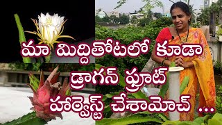 మా మిద్దితోటలో కూడా డ్రాగన్ ఫ్రూట్ హార్వెస్ట్ చేశామోచ్ ...  ||  Dragon fruit harvest