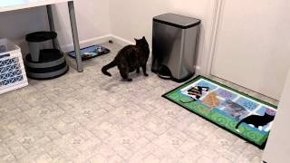 Callie and the HexBug mouse