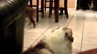 Video 81