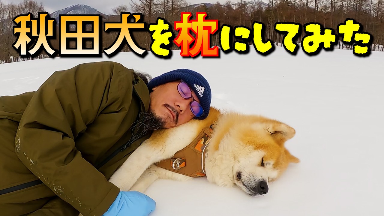 【残雪の森】”秋田犬のびしゃもん”を枕にしてみた