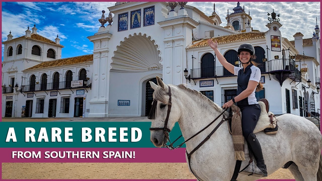 Riding the Marismeño Horse in El Rocío Spain