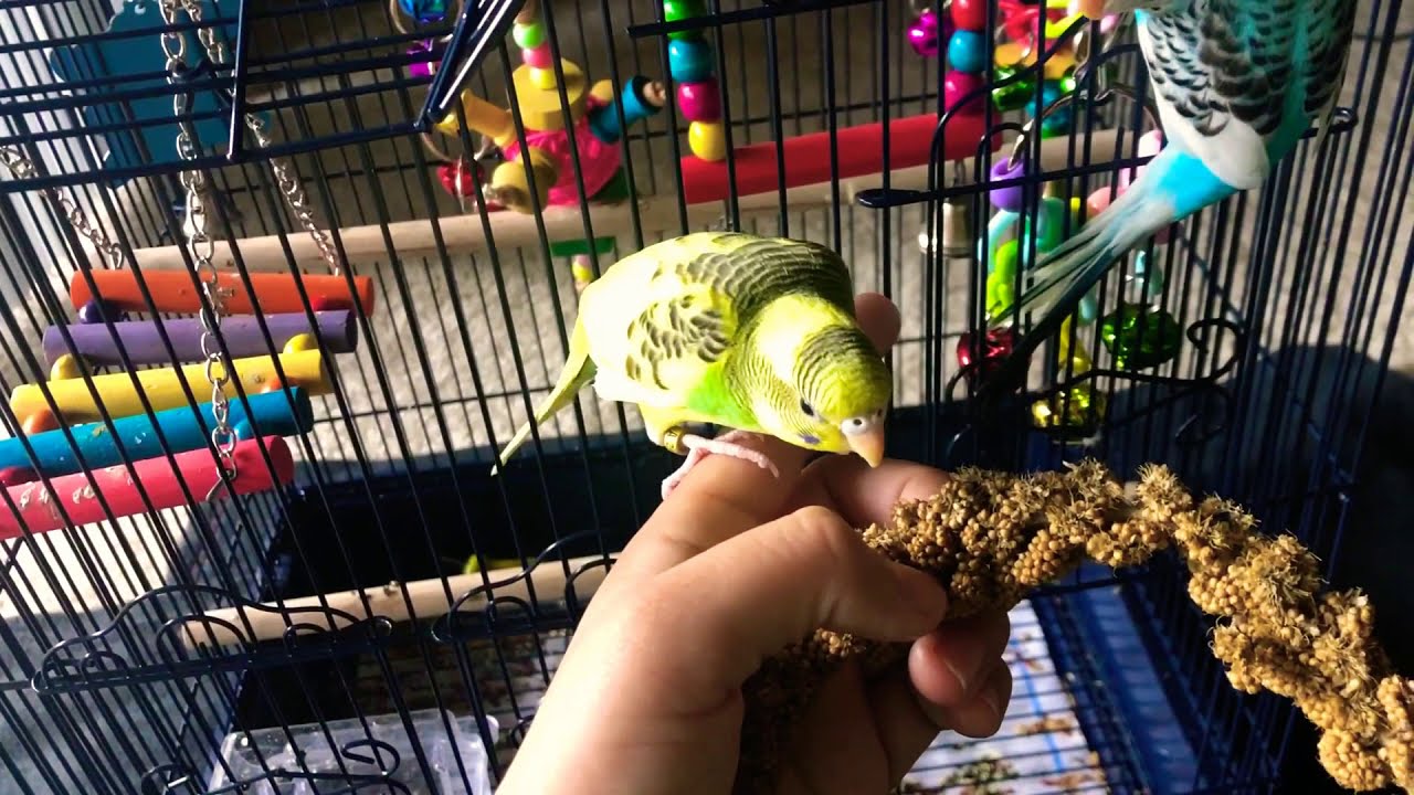 Playing with my new parakeets - YouTube