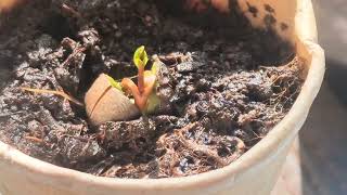 Tea plant time lapse - first 2 months