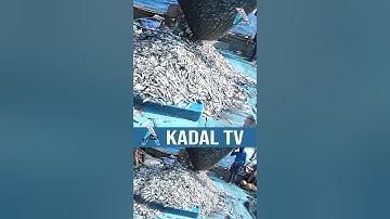 KADALTV FISHING #seafishing #seaboat #fishingequipment #fishcatching #seafood #fishshorts #fish