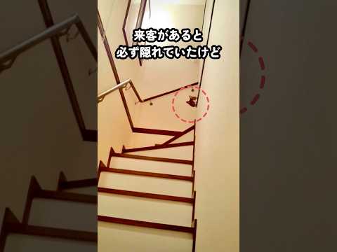 【人見知りの猫】新入り猫との出会いで猫が変わったようになり、ついに…！