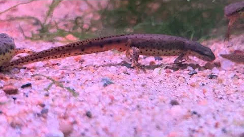 How to keep/breed eastern newts! (Simple!)