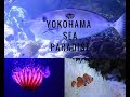 #横浜#|Yokohama|Sea paradise | Travel japan| AQUA resort|Dilli2Tokyo|