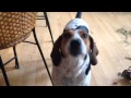 American Foxhound (7,674) の動画、YouTube動画。