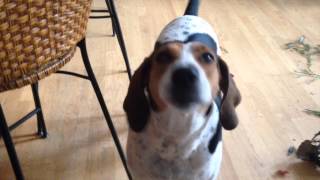 Dog days 3 | American foxhound Dog days 3 | American foxhound