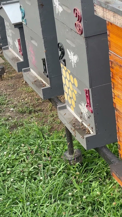 Honey bees #honeybee