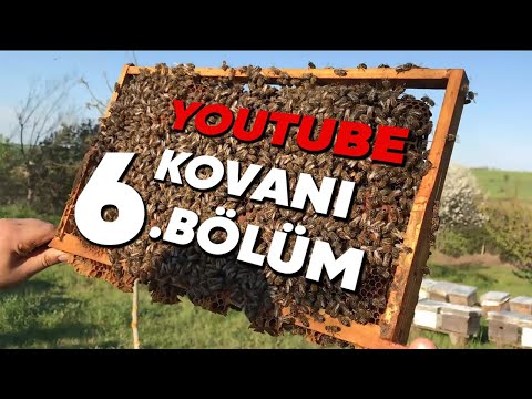 Youtube Kovanı- Anaarımıza Beşi Bir Yerde Takıyoruz - 6.Bölüm