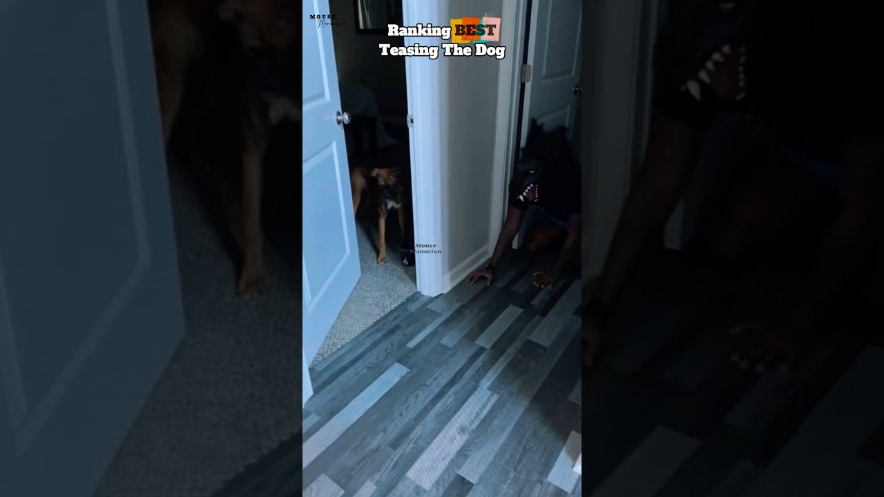 Ranking Best Teasing The Dog #shorts