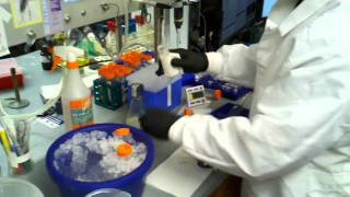 datsenko wanner electroporation   toss supernatant, resuspend in 10% glycerol, and second spin
