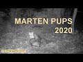 Pup season 2020 (Stone marten family/Steinmarder/Husmår) (best at 1080p)