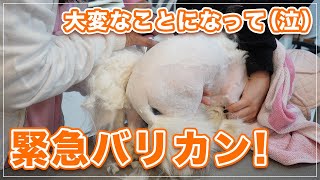 【ペーナちゃん】緊急バリカン大変なことになってるんです泣【保護猫】