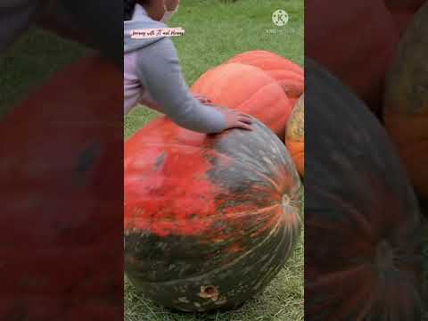 Giant Pumpkins VS Tiny Pumpkins