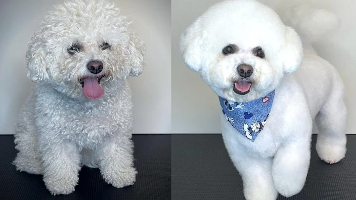 BICHON GROOMING STEP BY STEP - How to groom a fluffy dog - DayDayNews