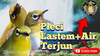 Download Mp3 Masteran dan Terapi pleci gacor terbaik Ampuh bikin dar der dor Gudang lagu Download Mp3 Masteran dan Terapi pleci gacor terbaik Ampuh bikin dar der dor