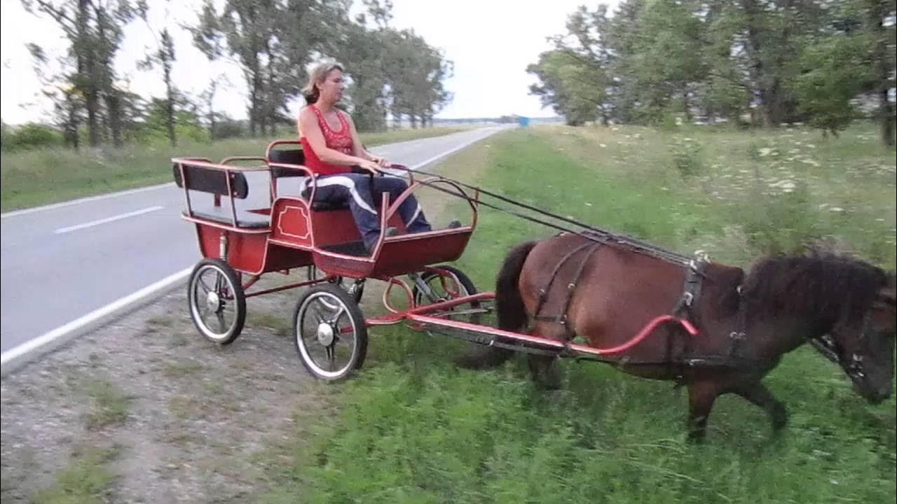 Бидарка для лошадей фото