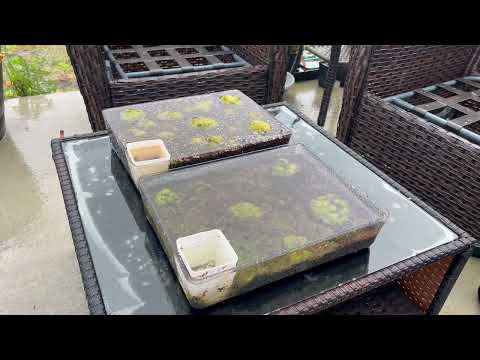 How I Finally Found Sucess in Growing Sphagnum Moss Indoors!