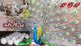 Peacock  مورکےبچے, Moor Breed, مور فارمنگ  #peacockBreeding #BreedingCentre #BirdsBreeding