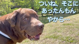 ラブラドールレトリバー（大型犬）かわいいチョコラブのエースケ11歳と遠出して公園散歩！