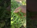 បន្លែធម្មជាតិគ្មានជាតិគីមីពិតៗ