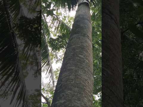 Video Ampuni Dosaku