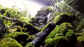 Paludarium natural stream -  Bể bán cạn dòng suối tự nhiên