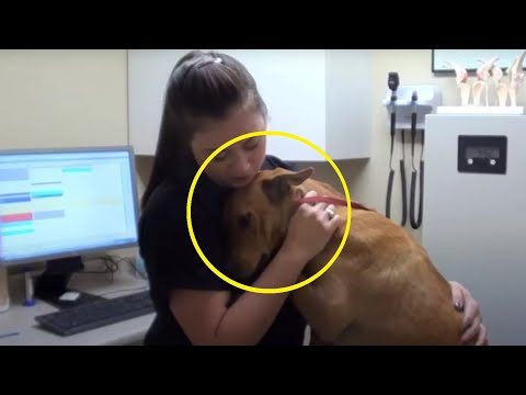 Video: Suprasti šunų skausmą eitanazijos metu