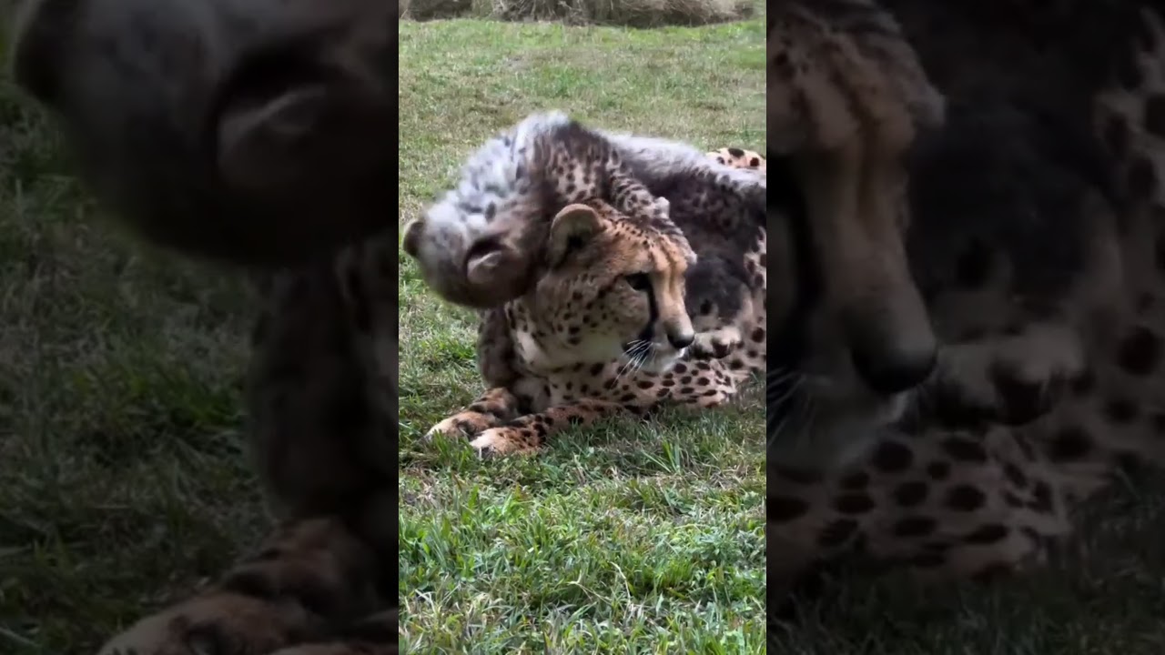 Leopard's Incredible Strength #Leopardstrength #africansavannah #relaxation