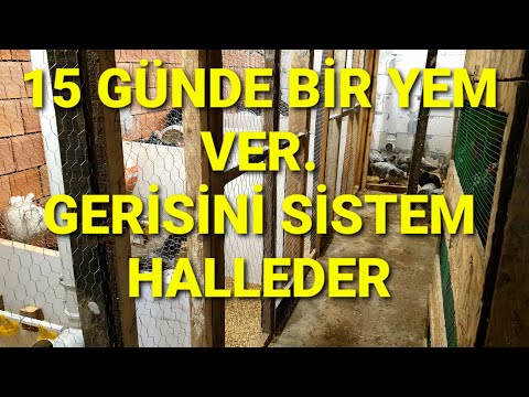 TAVUK BAKMAYI KOLAYLAŞTIRAN SİSTEMLER. ARTIK YUMURTA TOPLAMA ZAMANI #tavuk #kümes #süstavukları #diy