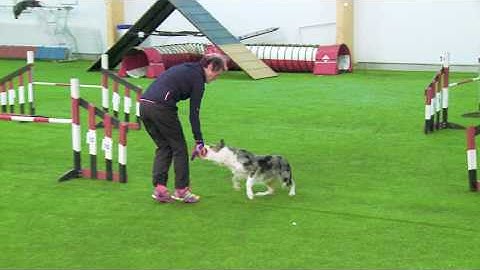 International Agility Training Week - Teaching the dog foundations for Lap Turn - preview