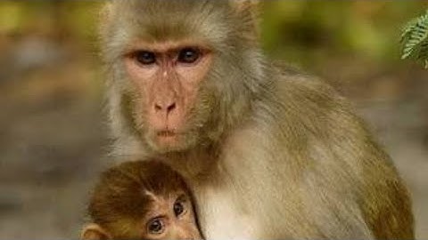 The 🐒 Monkey and the bell.     # Moral science story