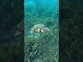 Swimming towards warmer weather like 🐢
