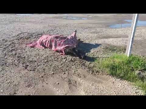 Αβοήθητο άλογο που τραυματίστηκε  στην περιοχή της Στράτου Αγρινίου