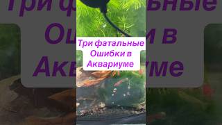 Хотите угробить свой аквариум?