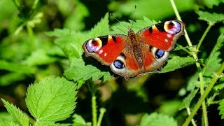 Top 10 facts about butterflies