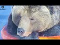 Сонный мишка🐻💤/Bear Mansur