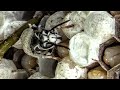 Bald Faced Hornets HUGE Nests Yellow Jacket SWARM Wasp Nest Removal