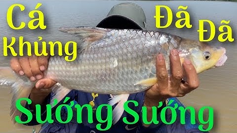 Đi Săn Cá Sủ Vô Tinh Bắt Được Con Này Khủng Khủng Kiếm Luôn Tiền Triệu #71 | Cù Lao Dung Vlogs