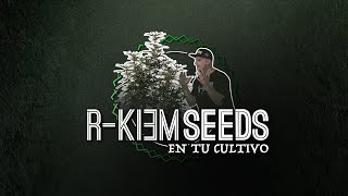RKIEM SEEDS EN TU CULTIVO GERMINACIÓN Y SIEMBRA (Jiffy)