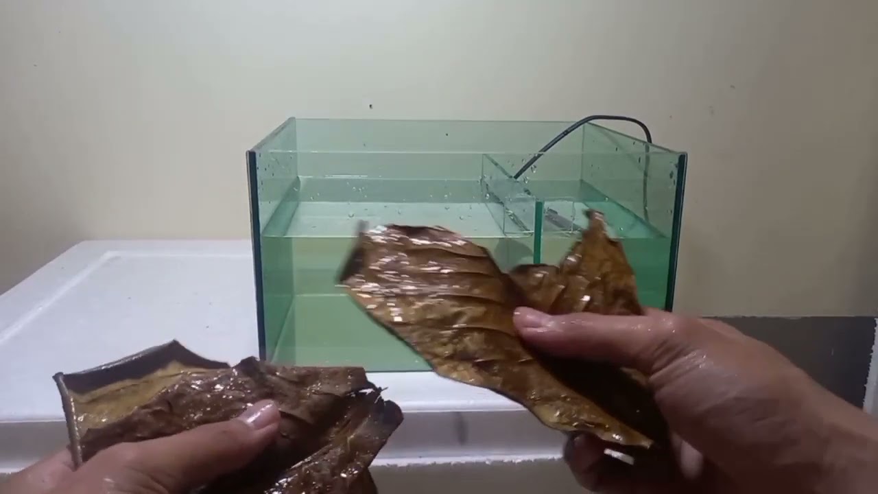 24K Gold Betta Fish Breeding Part (4) ရွှေရောင်တိုက်ငါးသားဖောက်နည်း အပိုင်း(၄)